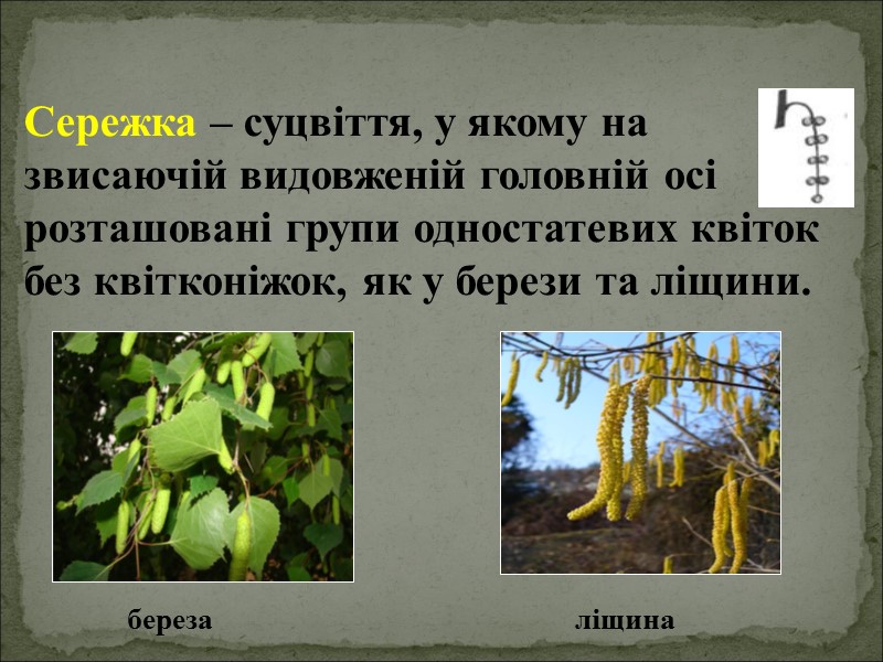 Сережка – суцвіття, у якому на звисаючій видовженій головній осі розташовані групи одностатевих квіток